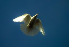 Flight / ***