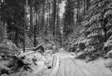 ~ ~ Winterwald / ***