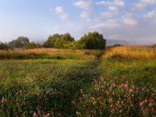 On the morning of clover / **** **** **