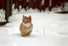 Wenig Garfield / ******