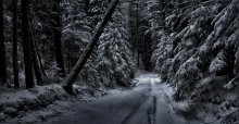 Dark forest / *****