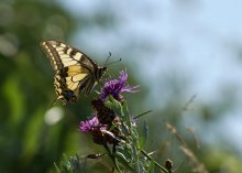 Swallowtail / ***