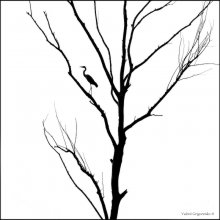 Study nature in monochrome / ***