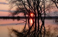 affluent Dawn / ***