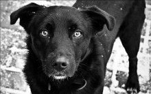 Dog - the tramp / ***