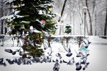1. Januar 2012 / ***
