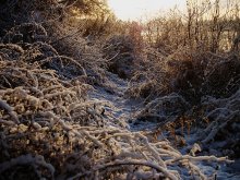 Der Sonne entgegen / ***