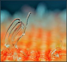 Swan Karussell ... / ***