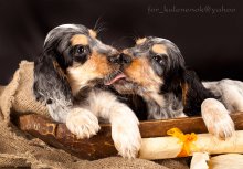 Kiss. / ***