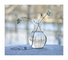 reflections of winter / ................