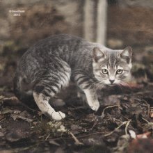 Wild Cat / ***