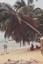 Palms / ***