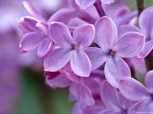 Lilac / ***
