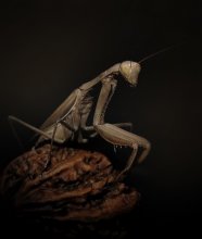 Mantis / ***
