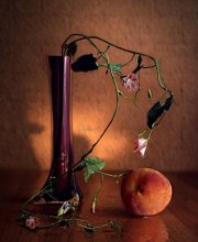 Bindweed and peach / ***
