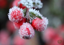 The first January frosts / ***