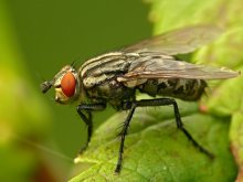 Fly Sarcophaga carnaria gray meat / ***