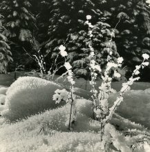 Flowers of Narnia ... / ***