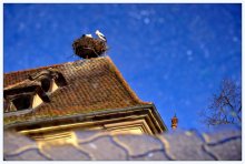 about the storks of Alsace / ***
