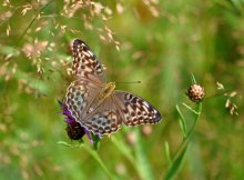 Perlamutrovka große (Argynnis paphia) / ***
