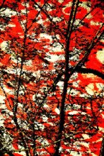 Herbst / ***