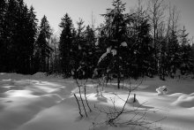 In the winter forest / ______________________*
