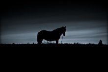 Hedgehog horse .... .... ...... / ---