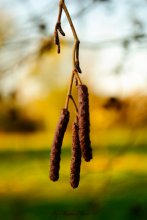 nature / ***