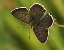 Chervonets Brown / ***