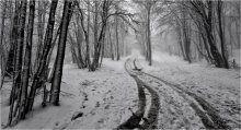 winter forest / ***
