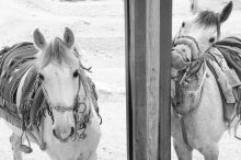 Water horses / ***