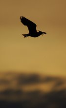 Flying over the nest ... / ***