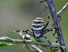 Argiopa, Spider - Zebra (Argiope bruennichi) / ***