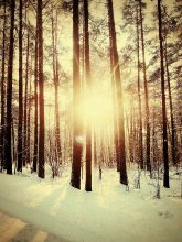 Evening Forest / ***