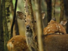 Das Oberhaupt der Familie. / ***