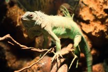 Iguanka / ***