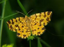 Moth spotted Pseudopanthera macularia / ***
