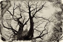 An old tree. / ***