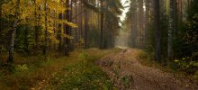 Autumn road / ***