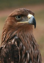 A proud look / ***