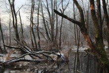 Intense swamp / ***