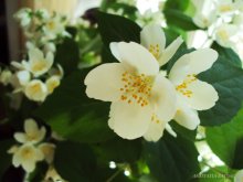 Jasmin / ====