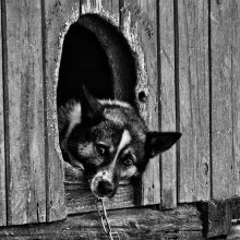 Trauer / ***