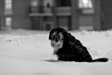 Cold Dog / ***