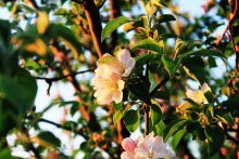 Spring / ***