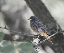 Birds of ... 2 / ***
