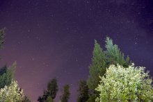 Stars in the woods / ***