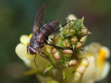 Fliegen / ****