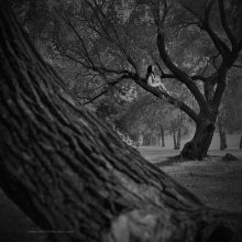 Harmony / ***