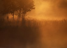 Sommermorgen ... / ***